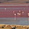 Flamingos se alimentam nas águas vermelhas da Laguna Colorada, no sudoeste da Bolívia